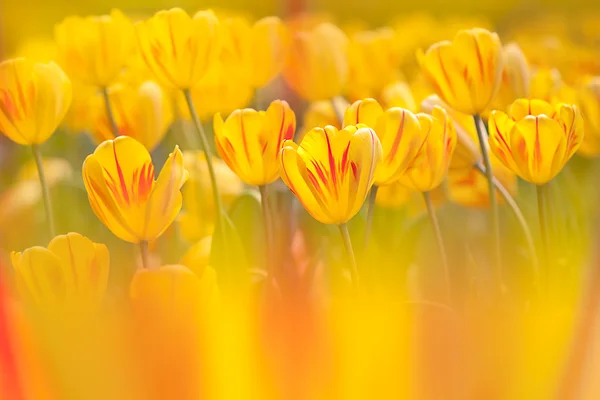 Tulip Met Leuke Achtergrond Kleur — Stockfoto