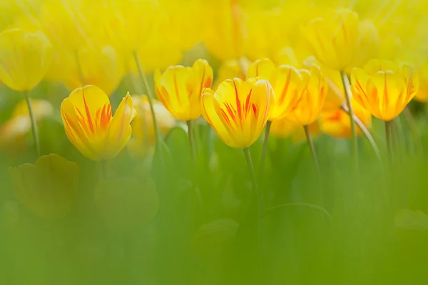 Tulipa Com Cor Fundo Agradável — Fotografia de Stock