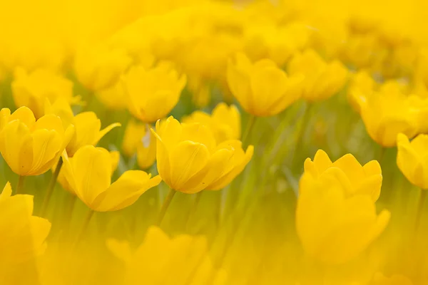 Tulip met leuke achtergrond kleur — Stockfoto