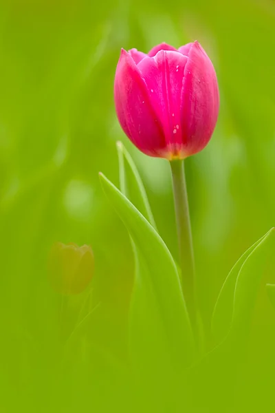Tulpe mit schöner Hintergrundfarbe — Stockfoto