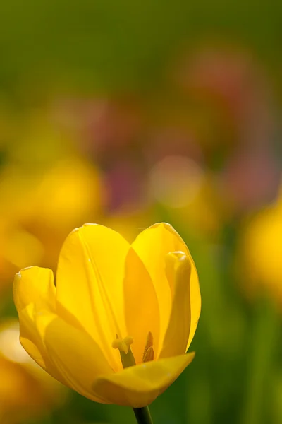 Tulip Nice Back Ground Color — Stock Photo, Image