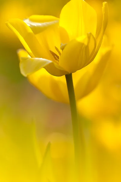 Tulipán con fondo agradable color tierra —  Fotos de Stock