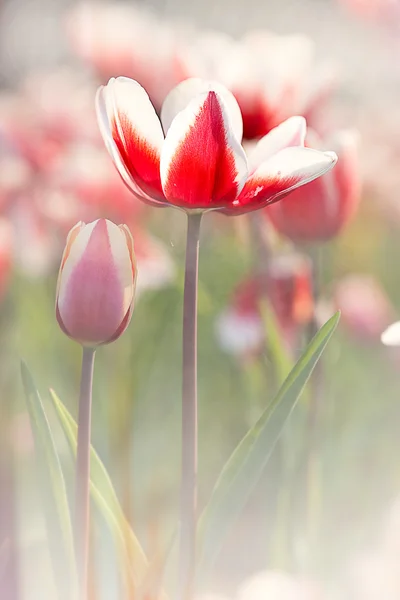 Tulipe avec belle couleur de fond — Photo