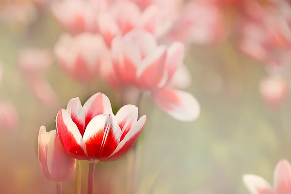 Tulip with nice back ground color — Stock Photo, Image