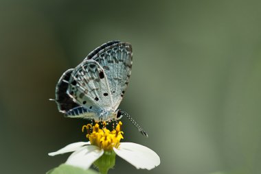 Butterfly on flower for background use clipart