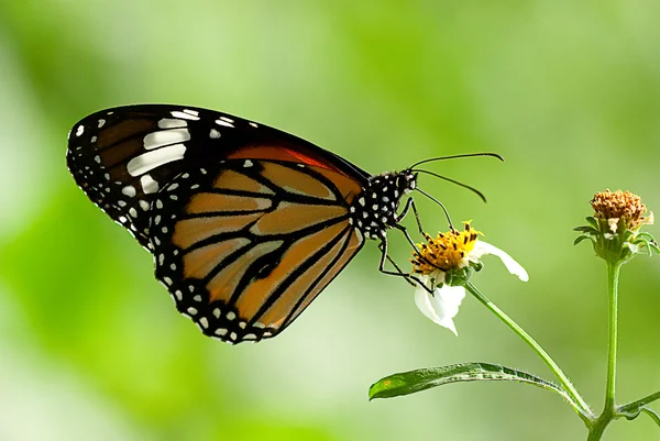 stock image Butterfly on flower for background use