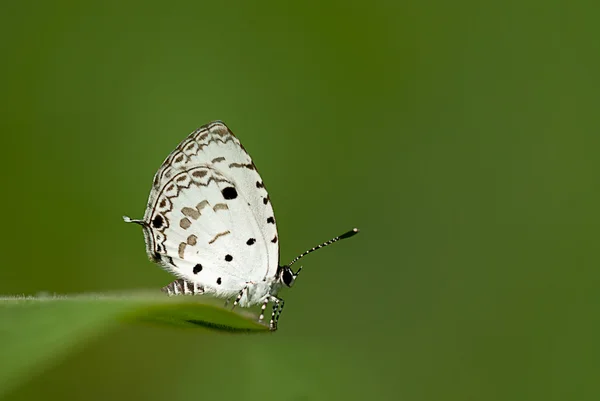Motyl na kwiat na tle stosowania — Zdjęcie stockowe