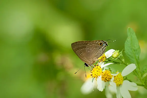 Arka Plan Kullanmak Için Çiçek Kelebek — Stok fotoğraf