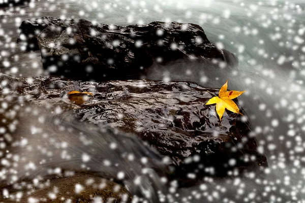 Sneeuw maple op de steen met rivier trace kleur — Stok fotoğraf