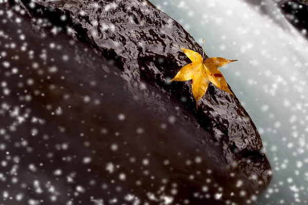 Снежный Клен Камне Речным Цветом — стоковое фото