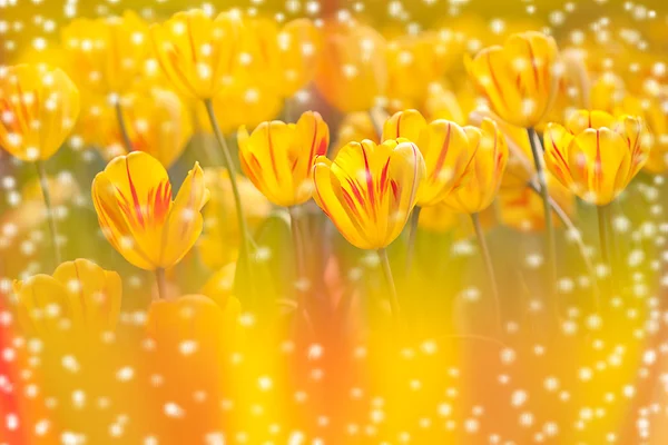 Tulipan tło użytku — Zdjęcie stockowe