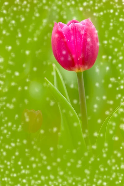 Tulip voor achtergrond gebruik — Stockfoto