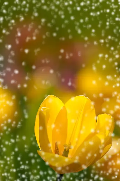 Tulipano Uso Sfondo — Foto Stock