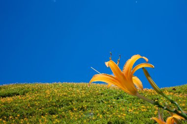 Daylily flower at sixty Stone Mountain in Taiwan Hualien festival clipart