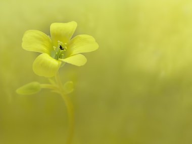 sürünen woodsorrel, oxalis corniculata l. ekşi yoncagiller