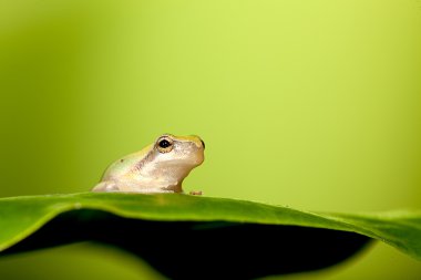 Baby Tree frog on the leaf (Hyla chinensis) clipart