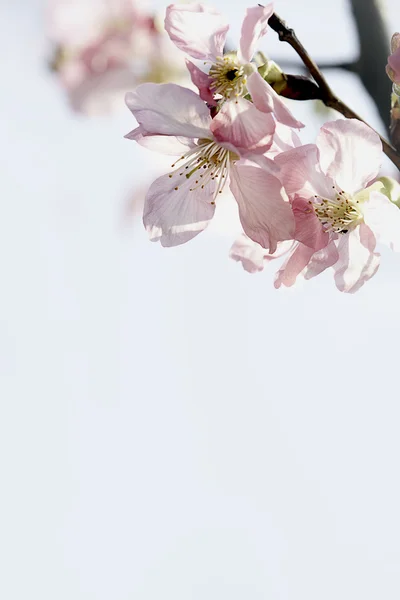 Cherry Blossom Izolat Cer Albastru Culoare — Fotografie, imagine de stoc