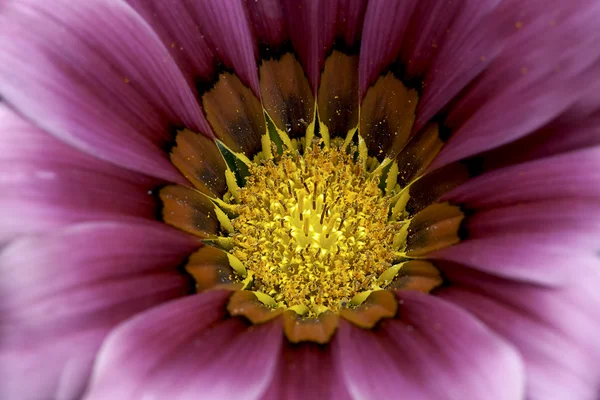 Detail Van Prachtige Chrysant Voor Textuur Anderen Purpose Gebruik — Stockfoto