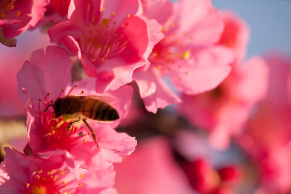 Cherry blossom isolate with sky blue color — Stock Photo, Image