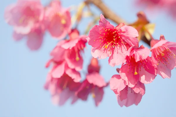 青い色の空と桜の分離 — ストック写真