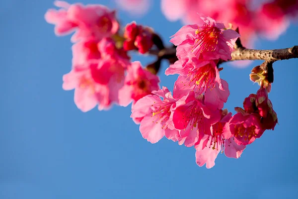 Cseresznyevirág izolátum ég kék színű — Stock Fotó
