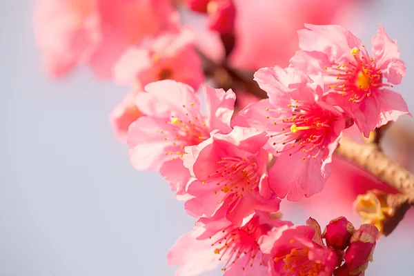樱花隔离与天空蓝色颜色 — 图库照片