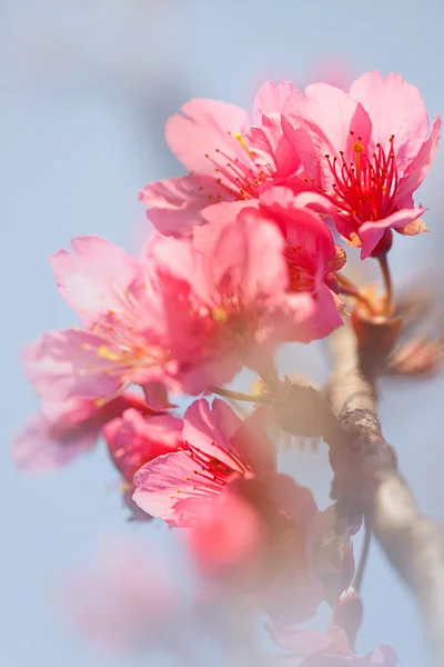 Цветок Сакуры Изолирован Голубым Небом — стоковое фото