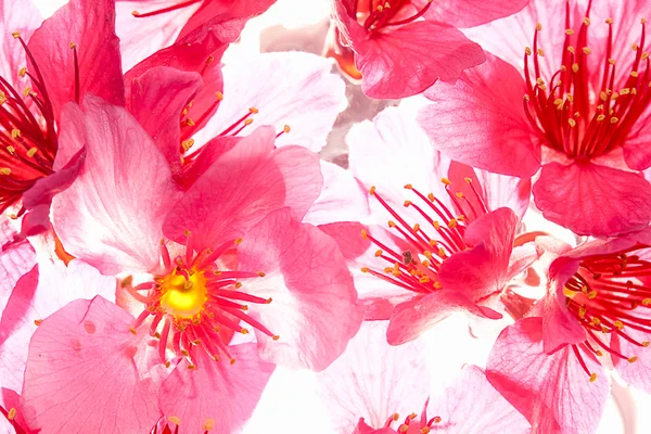 Cseresznyevirág Izolátum Kék Színű — Stock Fotó