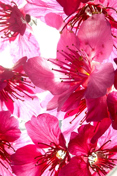 Isolat de fleur de cerisier de couleur bleu ciel — Photo