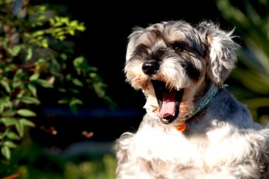 minyatür schnauzer