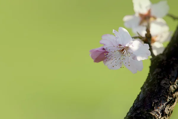 Fleur de cerisier — Photo