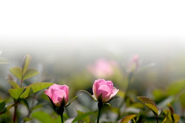 Крупним планом троянда з гарним кольором — стокове фото