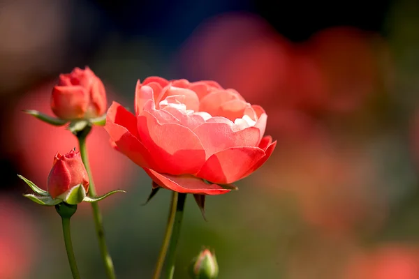 Close up rose with nice color — Stock Photo, Image