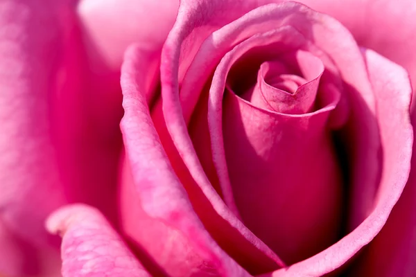 关闭了与颜色漂亮的玫瑰 — 图库照片