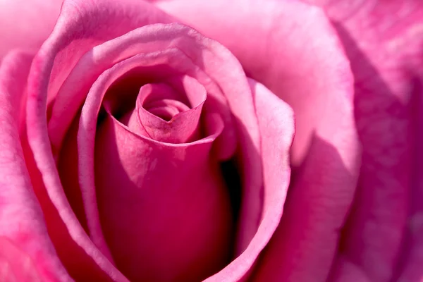 Κοντινό πλάνο τριαντάφυλλο με ωραίο χρώμα — Φωτογραφία Αρχείου