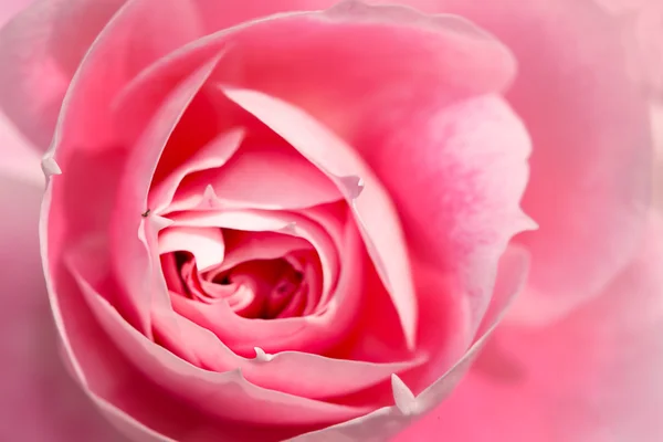 Close up rose with nice color — Stock Photo, Image