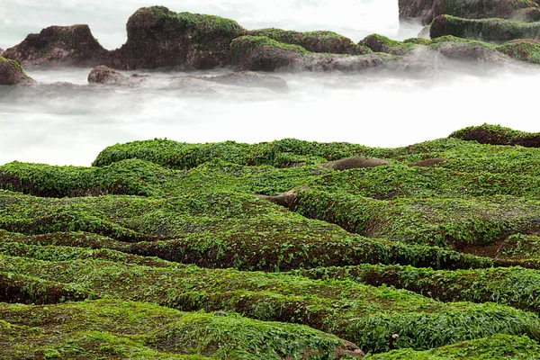 Rotsachtige Zeekust vol groene zeewier, lange tijd van blootstelling, taiwan, Oost-Azië — Stockfoto