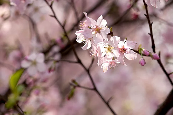 stock image Cherry blossom