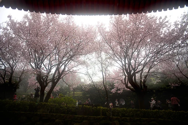 Sakura, chrám a modrá obloha — Stock fotografie