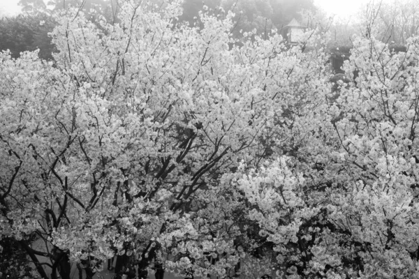 桜レッド フィルター — ストック写真