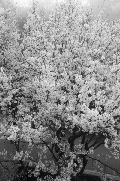 Cherry blossom with red filter — Stock Photo, Image
