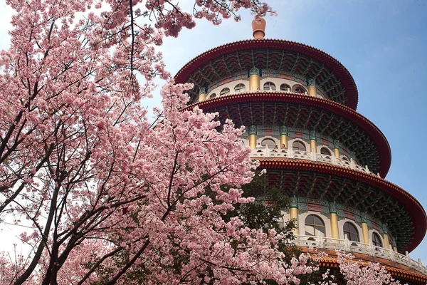 Sakura, temple et ciel bleu — Photo