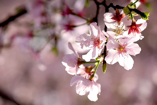 Цветение сакуры — стоковое фото