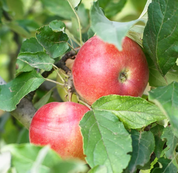 Stock image Apples on the tree