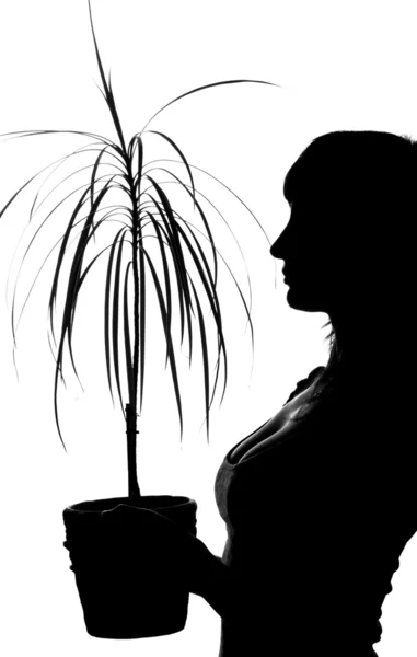 Silhouette of woman with house plant — Stock Photo, Image