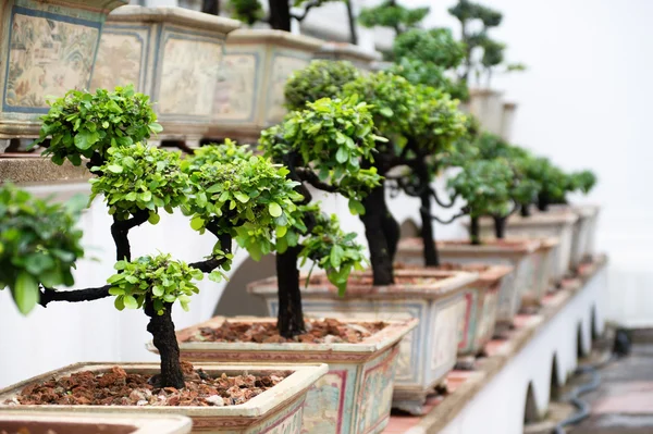 Stock image Row of bonsai trees