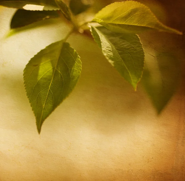 Grunge image of spring foliage — Stock Photo, Image