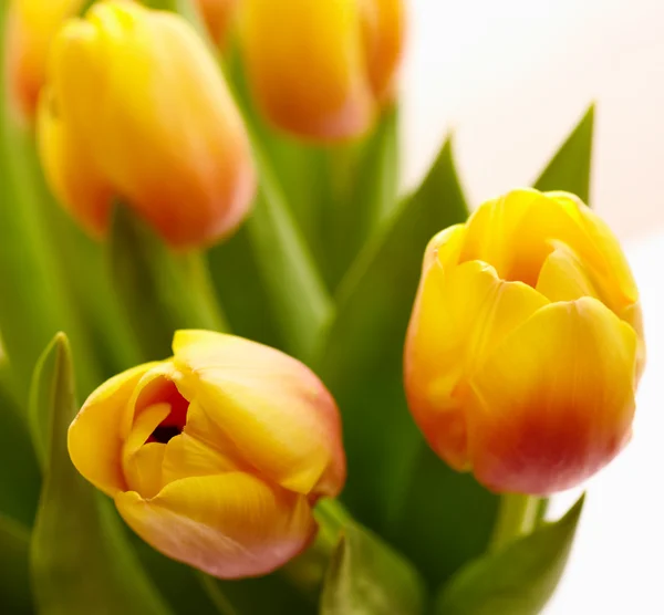 Pěkné Čerstvé Tulipány Pro Milovaného Selektivní Zaměření Mělké Hloubky Ostrosti — Stock fotografie