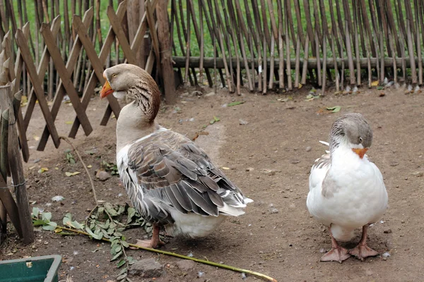 Bird Quarrel Two Geese Offended Each Other — Stock Photo, Image