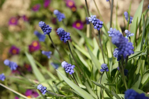 stock image Muscari flowers